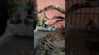 ikan berkejaran di kolam mini aviary
