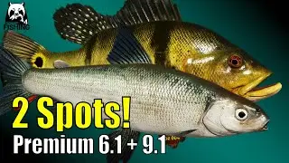 Russian Fishing 4 – озеро Куори/Элк – окунь-павлин и сиг Куори #rf4