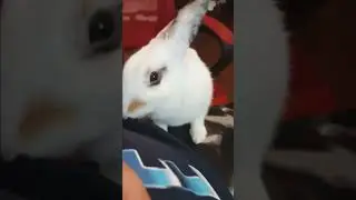 mrbuttons aka mr biggelsworth