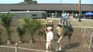 2009 Wisconsin State Fair Camel Rides