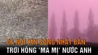 Hàng ngàn con cá bất ngờ nổi kín một đoạn sông tại Nhật; Kỳ lạ thác nước 'chảy ngược' ở Mỹ
