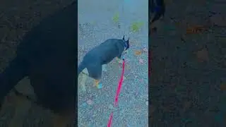 Follow the Coyote path