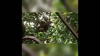 Story Of Crow Nesting