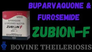Buparvaquone & Furosemide | Zubion-F | Bovine Theileriosis
