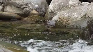 Dipper, West Branch Wynoochee River