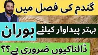 Why Boron is so important in Wheat Crop? | How to use Boron in Wheat | Importance of Boron in Wheat