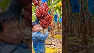 Skills for harvesting red bananas #agriculture #farming #shorts