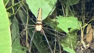 Giant Jungle Spiders! - APAC Diaries Ep5 - Chiang Mai Pt4