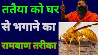 tatiya bhagane ka aasan tarika/ततैया भगाने का तरीका/tatiya bhagane ka gharelu upay