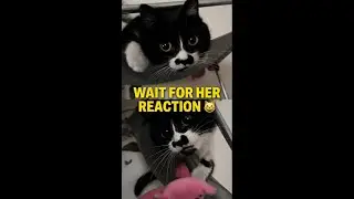 This Cat&rsquo;s Reaction Was NOT What I Expected 😳 #catreaction #asmrcat #catmoments