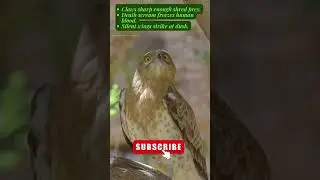 Terror Talon | The Deadliest Eagle of the Skies &ndash; Horror Animal Documentary
