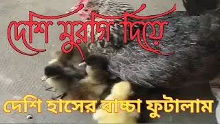 দেশি মুরগি দিয়া,দেশি হাসের বাচ্চা ফুটালাম#চিনা_হাঁস #দেশি_মুরগি_পালন_পদ্ধতি #binbahar