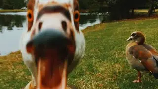 HOLD THE DUCK!!! - dnb school project