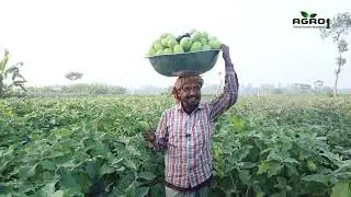 বিগ বস জাতের বেগুন চাষে সফলতা