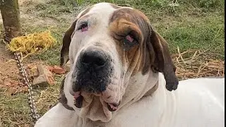 AVAILABLE👺ROSS AND👑KING SHERU👺BLOOD🇮🇳INDIAN🇮🇳BULLY BEST QUALITY PUPPY🙏OWNER-THAKURSAHAB🙏9889090806🙏