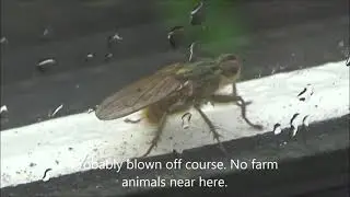Yellow Dung  Fly on window