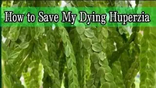 10 Tips on How You Can Save a Dying  Huperzia & Easy Plant Care (Huperzia nummulariifolia)