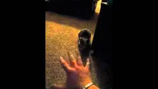 I love this cat