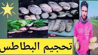 تحجيم البطاطس والحصول علي أعلي انتاج للبطاطس وأعلي جودة. برنامج رش للتحجيم في البطاطس
