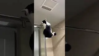 How did this cat end up in the bathroom divide? #CatFails #BathroomAdventures