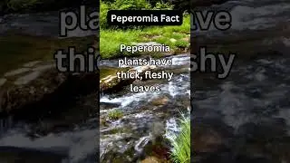 Discover the Hidden Secrets of Unique Plants: Unveil Nature&rsquo;s Wonders!