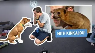 Secrets to Stop Dog Jumping Behavior...around small animals too!