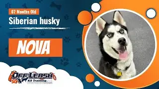 Nova 7 Month Husky | Best Husky Training | Off Leash K9 Training