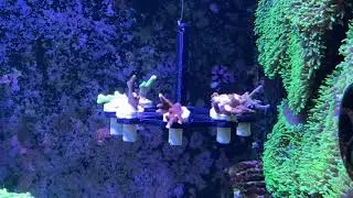 Hanging Coral Frag Rack by Gotfrogs Design