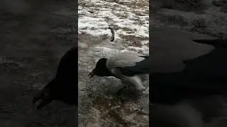 В луже всё очень вкусно #вороны / Mud treats #birds #crow