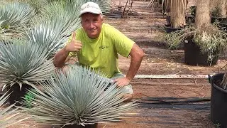 BestpalmTV. PRZEDSPRZEDAŻ 2023. Yucca rostrata 
