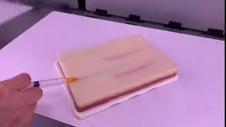 Intramuscular, Subcutaneous, Intravenous and Intradermal Injection Training Pad