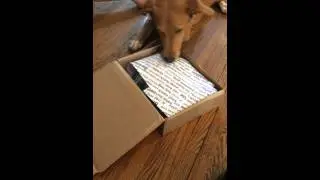 Gracie's First BarkBox Unboxing