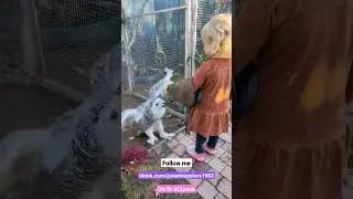 Ciyana feeding Snowy.  #owl #fpryoupage  #bird #child #fyp #petlover #animal #followme #foryou #fun