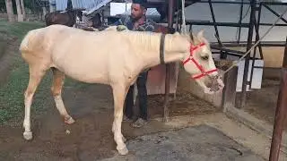 Backyard Horsemanship Stable Design Episode 3 Part 2