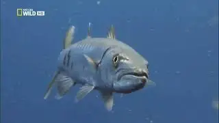 О биология большой барракуды (Sphyraena barracuda).