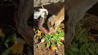 goats eating pea peel open air day time
