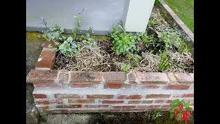 Siberian Bugloss Outdoors