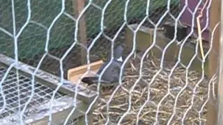 New flight and runs at muddy duck rescue