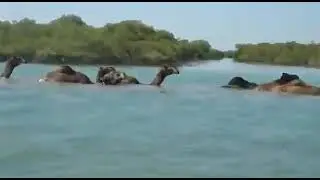 Kharai Camel - The only camel variety capable of swimming long distances