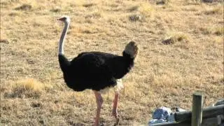 VIRGINIA ZOO SLIDE SHOW