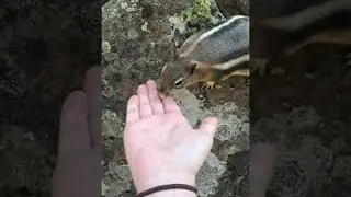 Wild Chipmunk Eats From Hand || ViralHog