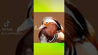 Идеальные разукрашки. Мандаринка 🍊🦆