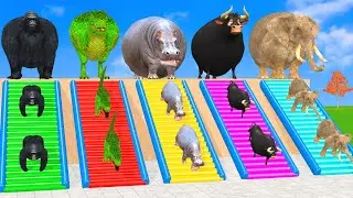 Long Slide Game with Cow Elephant Gorilla Hippopotamus Tiger 3d Animal Game Funny 3d Animals
