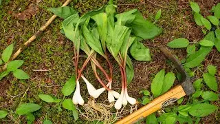 Wild Ramps in Washington? My Experiment Begins