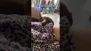 &ldquo;My Velcro Heart on Four Paws&rdquo;🐾🩵#pets #dogtalking #dogtalk #dachshund #puppy #sausagedog