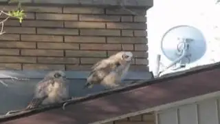 Сова бесстыжая)))