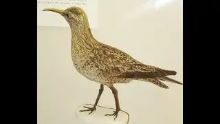 Eskimo Curlew Song