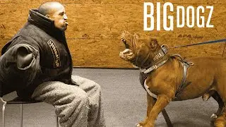 Taking On 'Hulk' - The World's Biggest Pitbull
