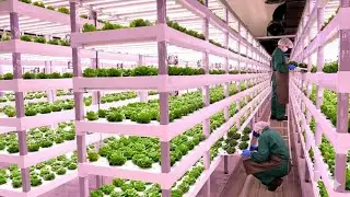 Inside the Hydroponic Factory That Redefines Farming Forever #Hydroponics #SmartFarming #shorts 