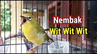 Pleci Nembak Sejalur Wit Wit Wit